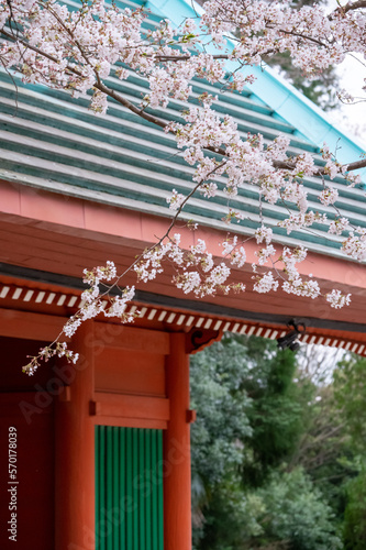 春の桜と門