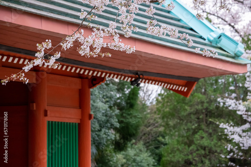 春の桜と門