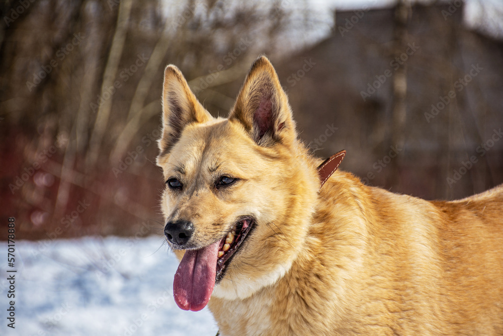 Fototapeta premium portrait of a dog. A stray dog. A mongrel dog. a dog on a walk in winter.