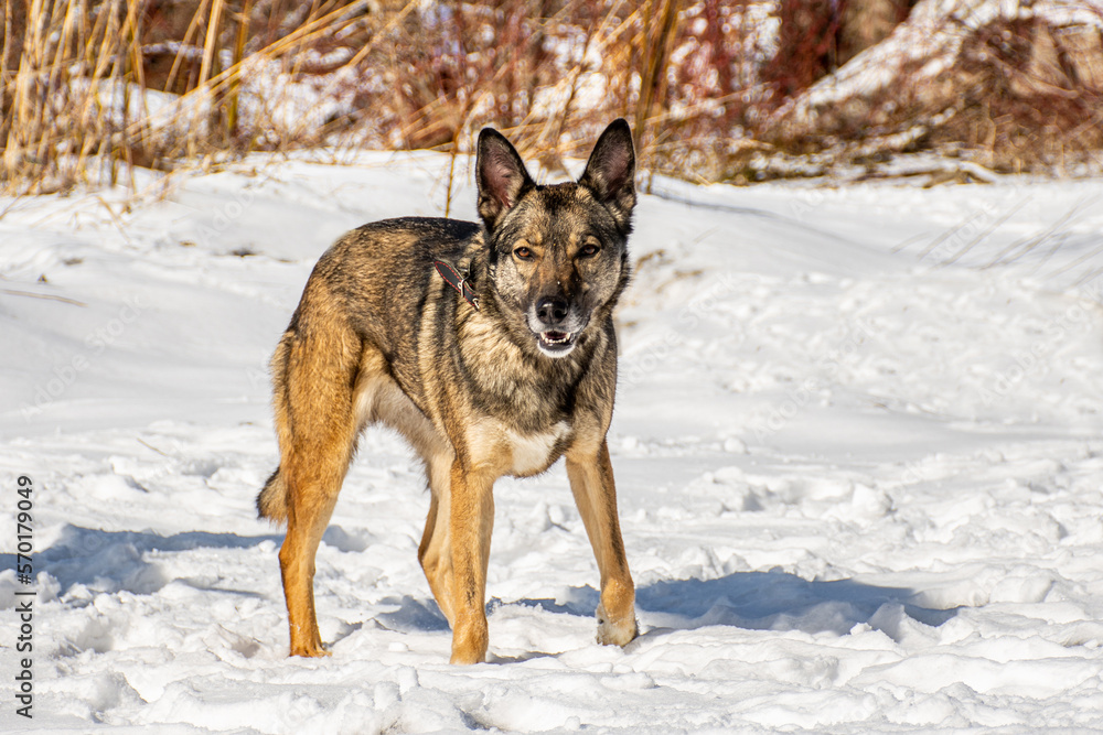Naklejka premium portrait of a dog. A stray dog. A mongrel dog. a dog on a walk in winter.