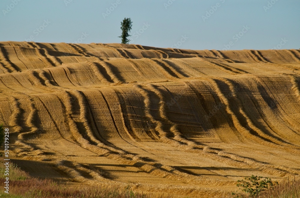 Obraz premium Tomorrow's Field