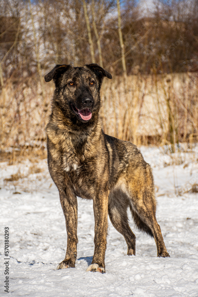 portrait of a dog. A stray dog. A mongrel dog. a dog on a walk in winter. portrait of a dog. A stray dog. A mongrel dog. a dog on a walk in winter.