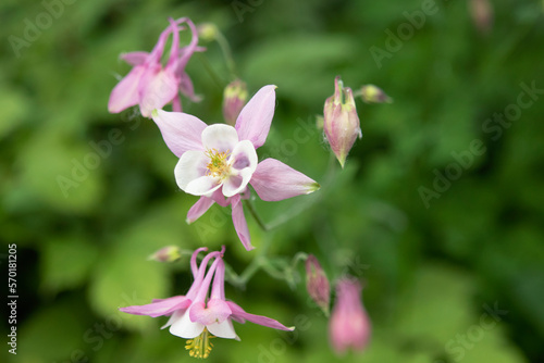 aquilegia flowers in the garden in summer