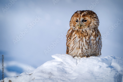 Foto tawny owl in nature in winter