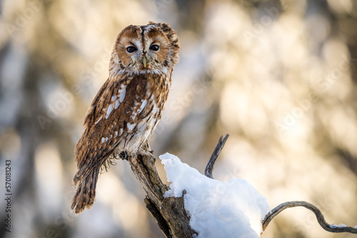 tawny owl in nature in winter © jurra8