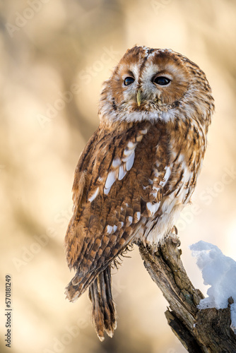 tawny owl in nature in winter