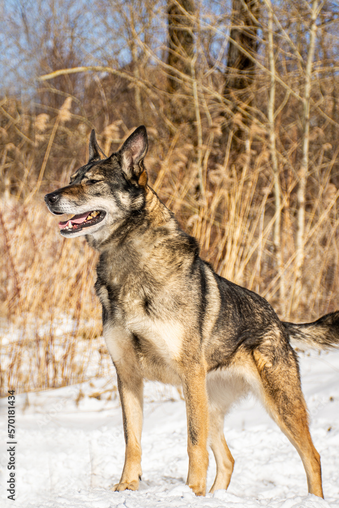 portrait of a dog. A stray dog. A mongrel dog. a dog on a walk in winter. portrait of a dog. A stray dog. A mongrel dog. a dog on a walk in winter.