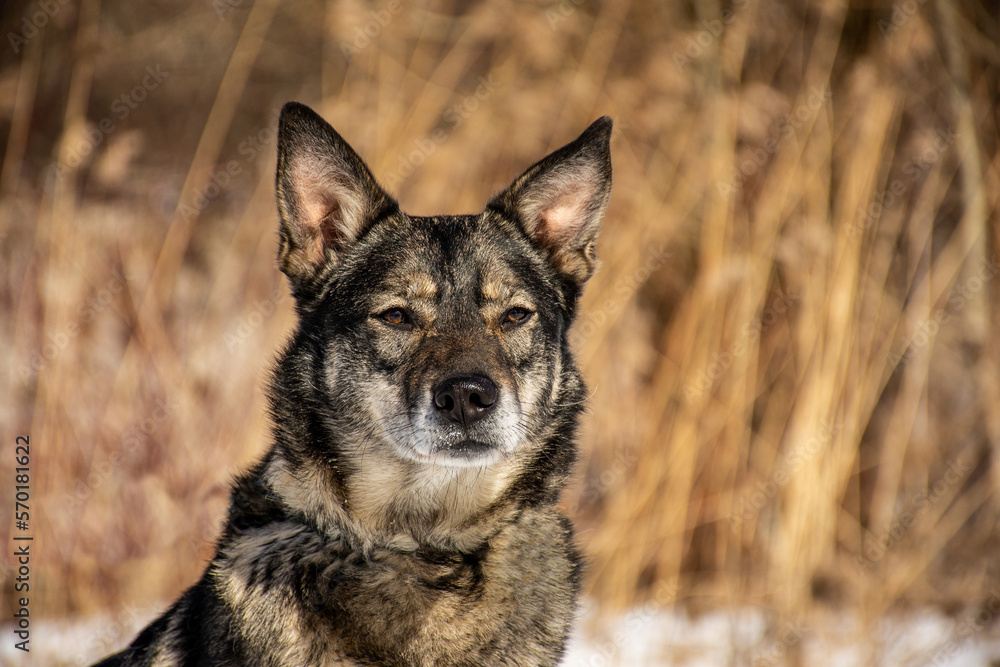 portrait of a dog. A stray dog. A mongrel dog. a dog on a walk in winter. portrait of a dog. A stray dog. A mongrel dog. a dog on a walk in winter.