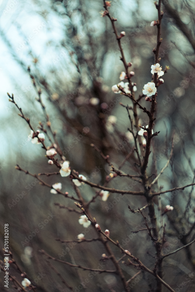 Close up cherry blossom buds on branches concept photo. Flowering twigs in early spring. Photography with blurred background. High quality picture for wallpaper, travel blog, magazine, article