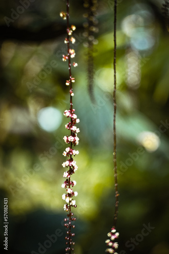 Close up flowering trichostigma plants concept photo. Hanging perennial flowers. Front view photography with blurred background. High quality picture for wallpaper, travel blog, magazine, article