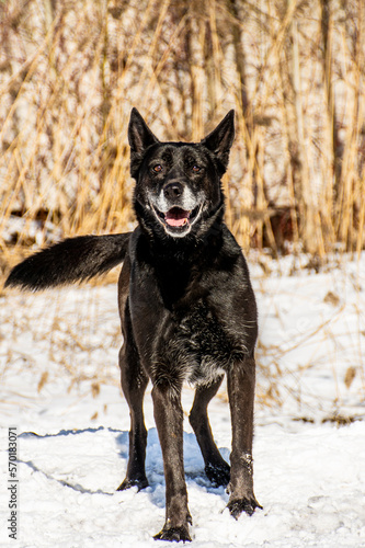portrait of a dog. A stray dog. A mongrel dog. a dog on a walk in winter. A black dog. black dog with gray hair