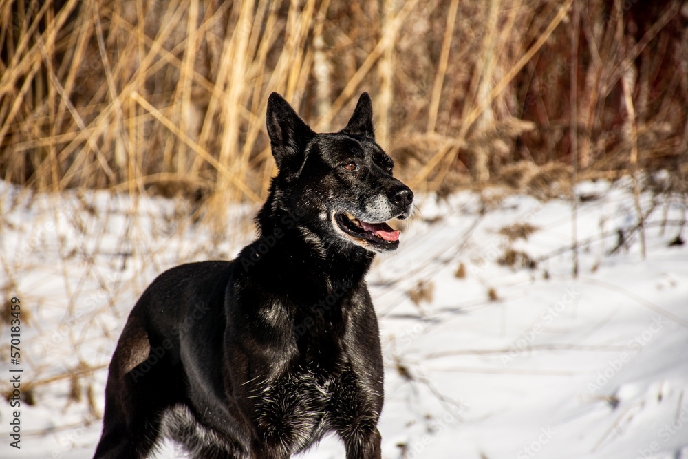 portrait of a dog. A stray dog. A mongrel dog. a dog on a walk in winter. A black dog. black dog with gray hair portrait of a dog. A stray dog. A mongrel dog. a dog on a walk in winter. A black dog. black dog with gray hair