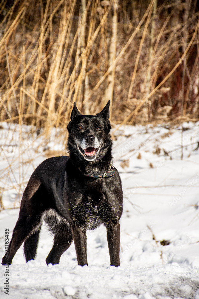 portrait of a dog. A stray dog. A mongrel dog. a dog on a walk in winter. A black dog. black dog with gray hair portrait of a dog. A stray dog. A mongrel dog. a dog on a walk in winter. A black dog. black dog with gray hair