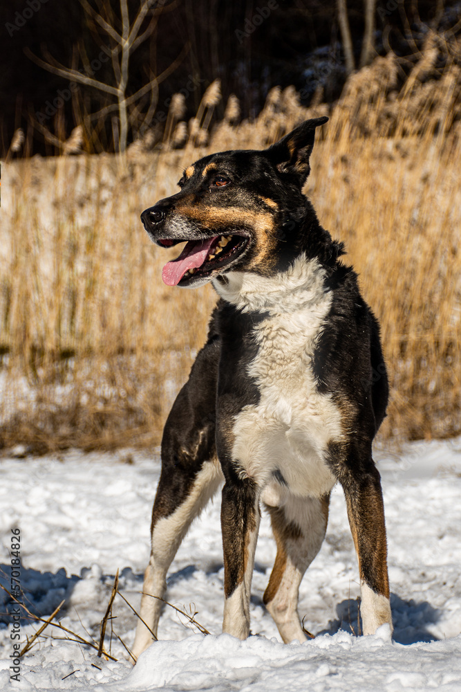portrait of a dog. A stray dog. A mongrel dog. a dog on a walk in winter. Black Dog portrait of a dog. A stray dog. A mongrel dog. a dog on a walk in winter. Black Dog