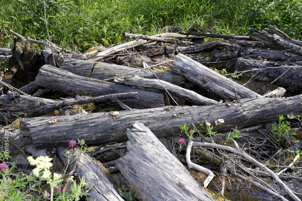 forest and shrub cut in summer