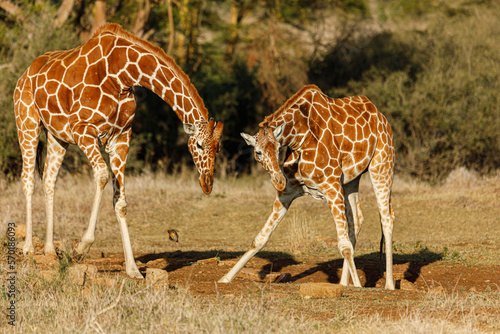Photography giraffes at a salt lick