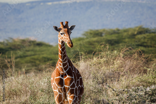 Photography giraffes on the savannah