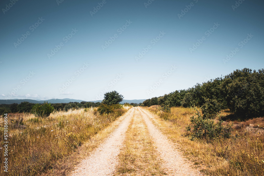 dirt road in the middle of the field with pine trees against blue sky dirt road in the middle of the field with pine trees against blue sky