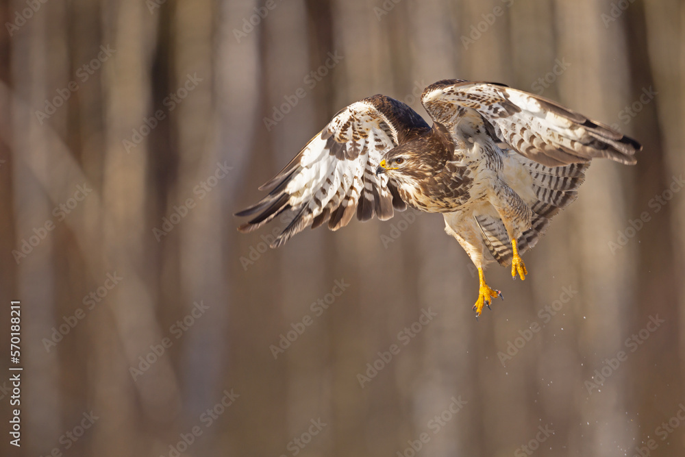 Obraz premium Myszołów (Buteo buteo)
