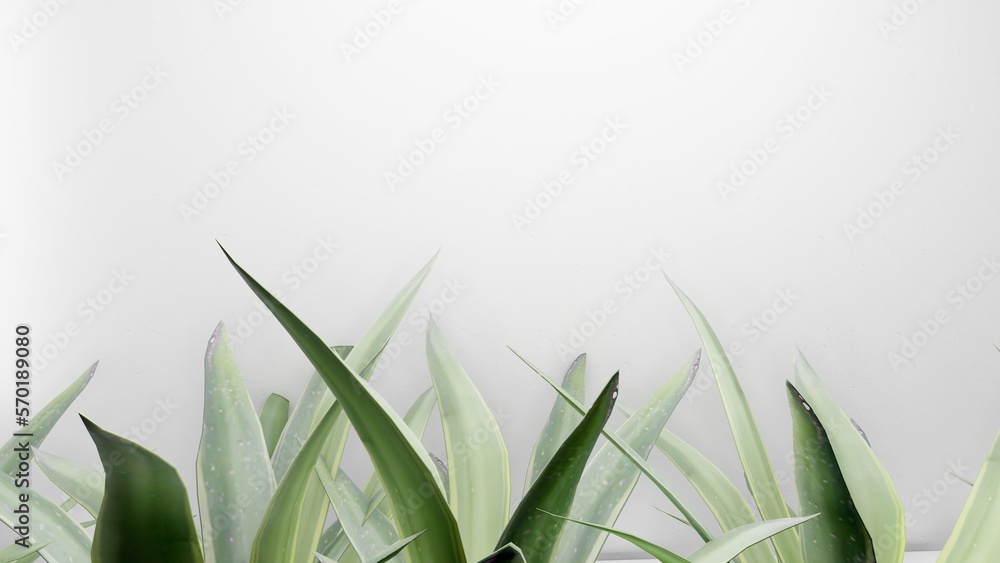 plant and flower with simple background
