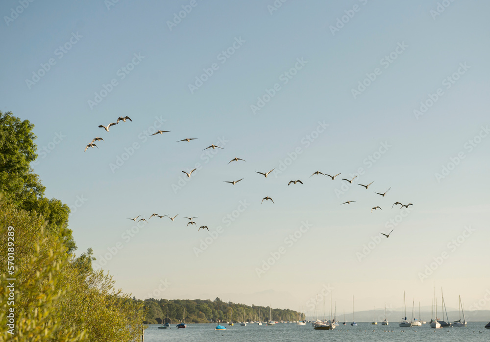 Wild geese flying formation lake clear sky Wild geese flying formation lake clear sky