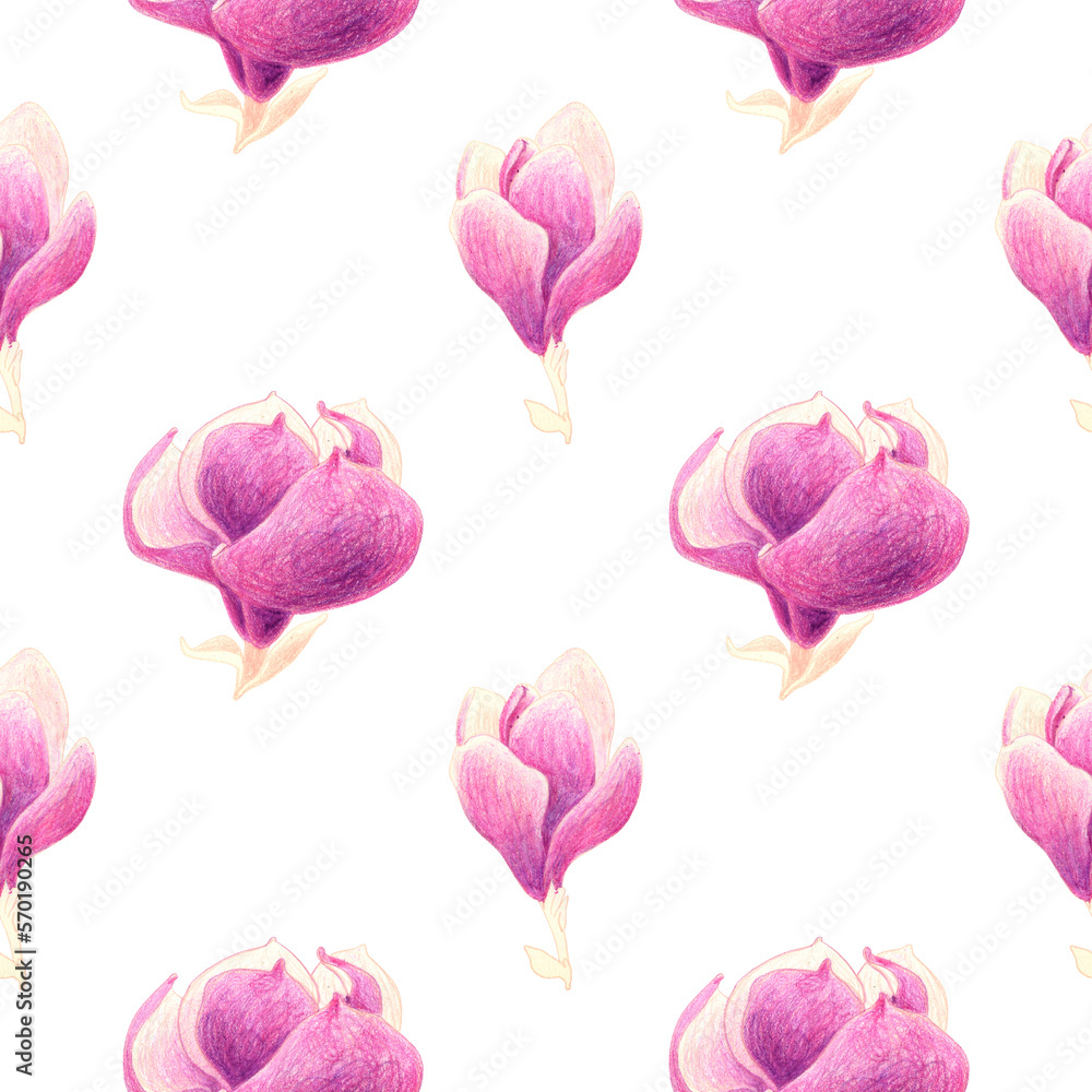 Seamless pattern of pink  magnolia flowers. Hand drawn illustration. Hand painted floral elements. Botanical natural objects on white background.