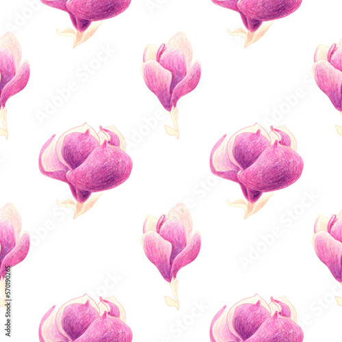 Seamless pattern of pink magnolia flowers. Hand drawn illustration. Hand painted floral elements. Botanical natural objects on white background.