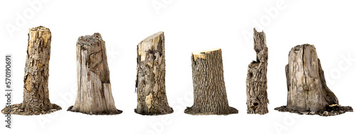 Hardwood trees stub collection cut out backgrounds 3d rendering png photo