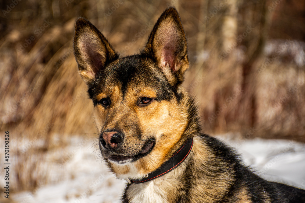 Fototapeta premium portrait of a dog. A stray dog. A mongrel dog. a dog on a walk in winter.