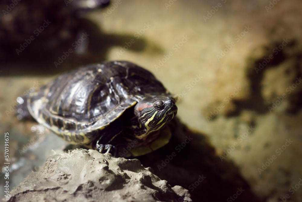 Tortoise, red eared turtler, animal closeup Tortoise, red eared turtler, animal closeup