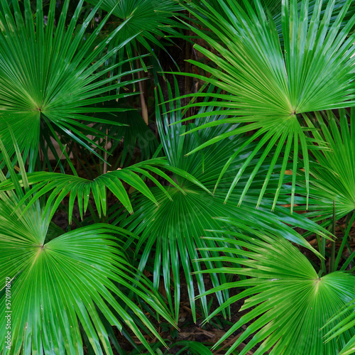 Tropical green leaves or sugar palm. Closeup nature view of green leaf and palms background.