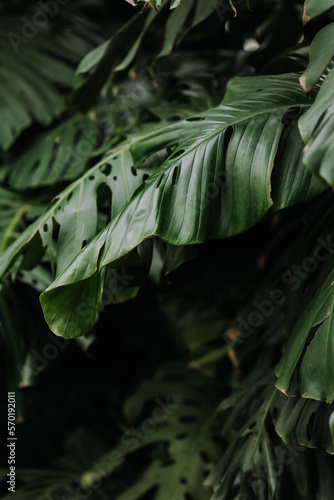 palm leaves background, space for text