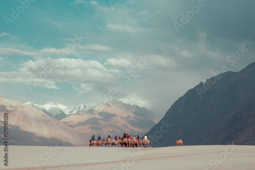 double humped camel in cold dessert photo