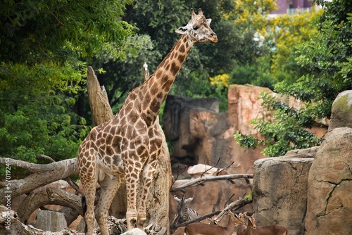 Full body shot of a giraffe from the side with a rocky landscape with trees in the background.