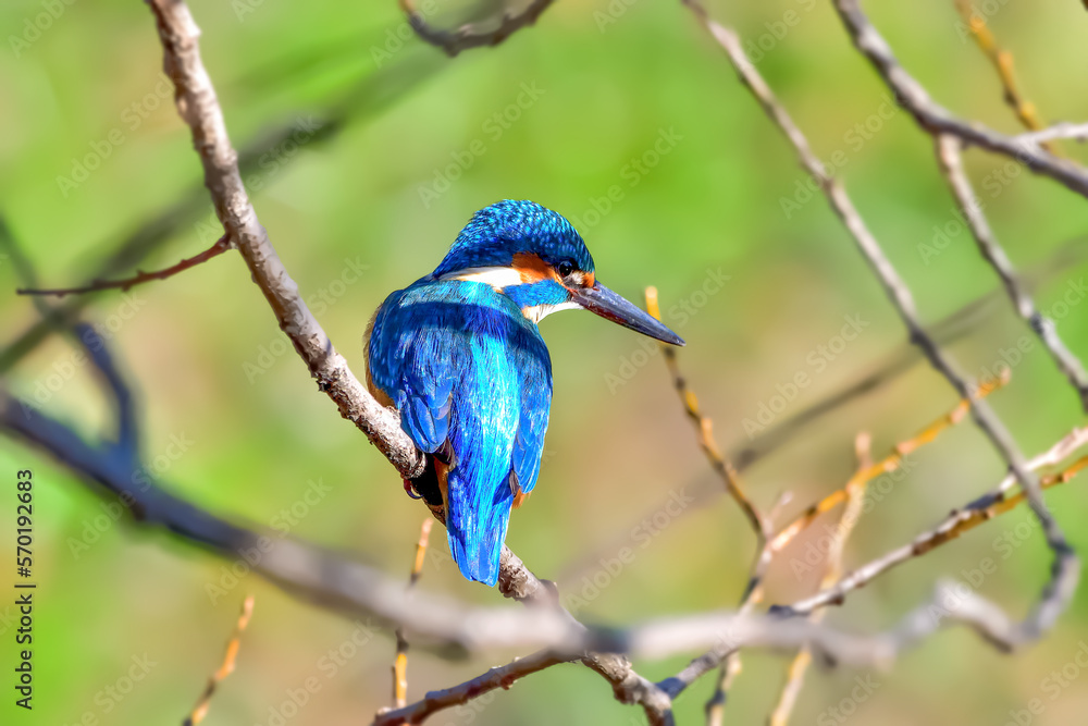 カワセミ(Kingfisher) カワセミ(Kingfisher)