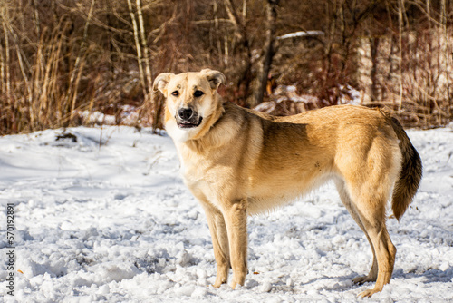 portrait of a dog. A stray dog. A mongrel dog. dog on a walk in winter © sachurupka18