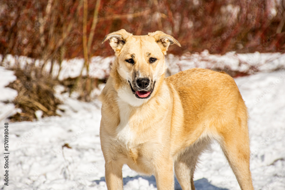 portrait of a dog. A stray dog. A mongrel dog. dog on a walk in winter portrait of a dog. A stray dog. A mongrel dog. dog on a walk in winter