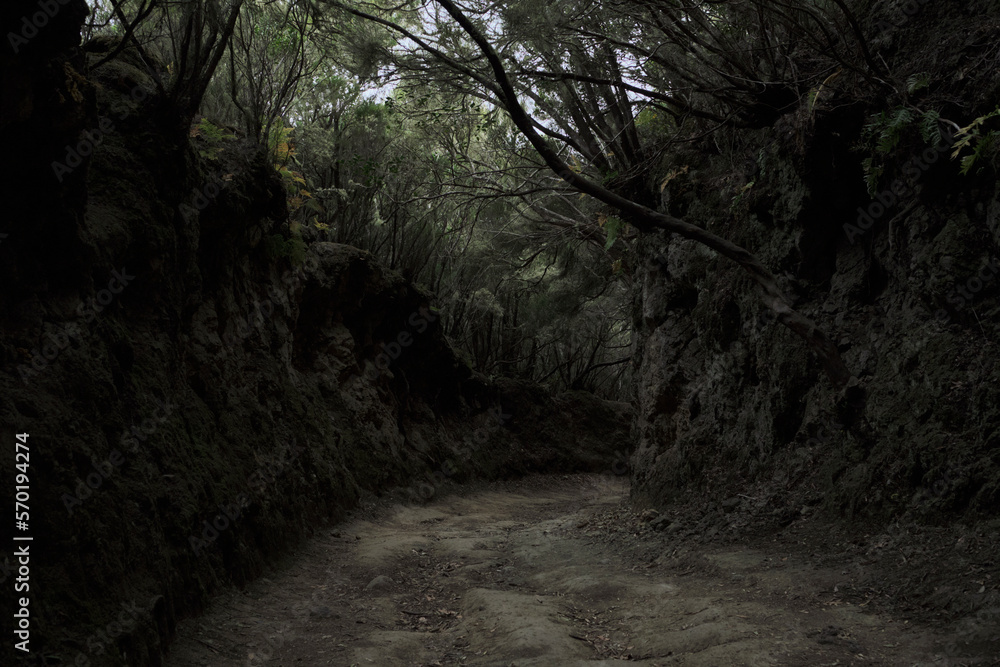 Fototapeta premium Anaga Forest Tenerife