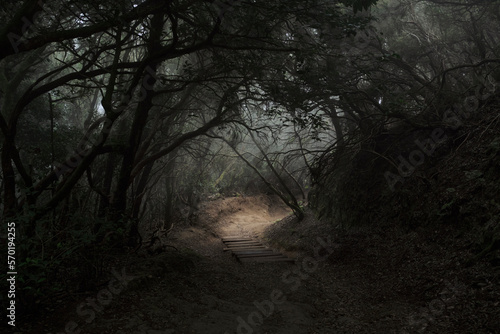 Anaga Forest Tenerife
