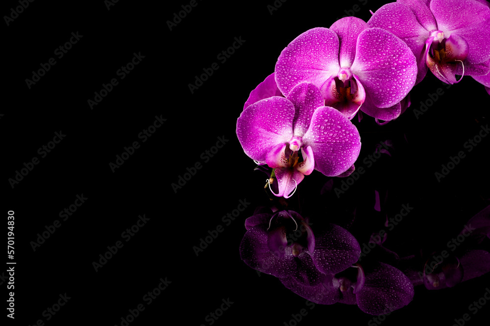 Obraz premium orchid pink flower with water drops