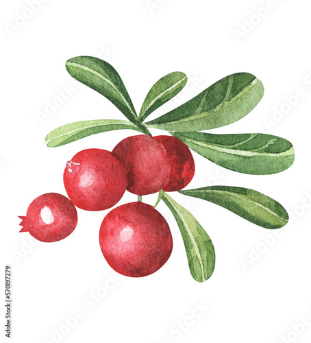 Set of cowberry with green leaves and red berries Vaccinium vitis-idaea, lingonberry, mountain cranberry. Watercolor hand drawn painting illustration isolated on white background. photo