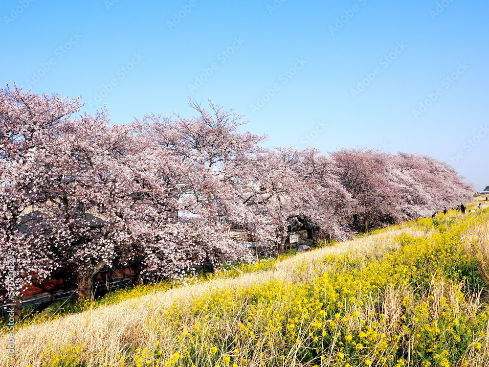 熊谷桜堤, Kumagaya Sakura Tsutsumi