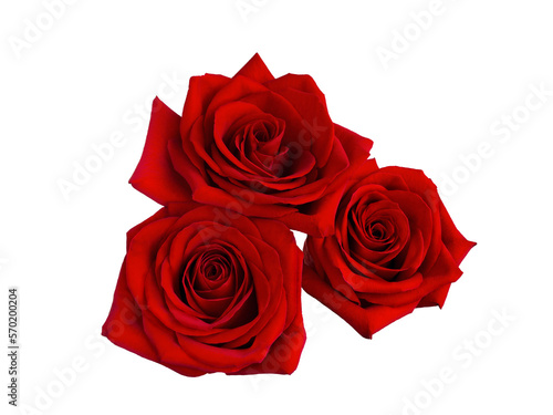 Three bright red roses on white background.