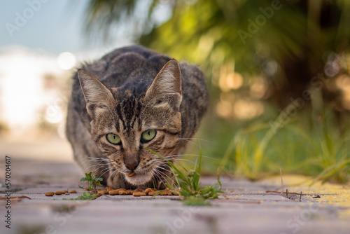 stray cat eating on the street