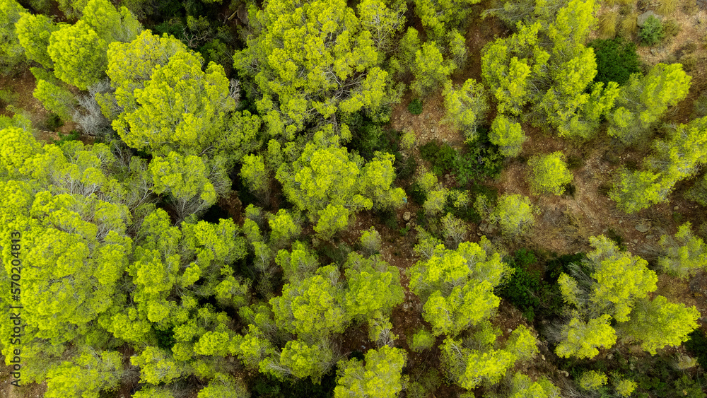 aerial top view of coniferous forest in Spain aerial top view of coniferous forest in Spain