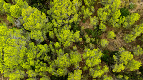 aerial top view of coniferous forest in Spain