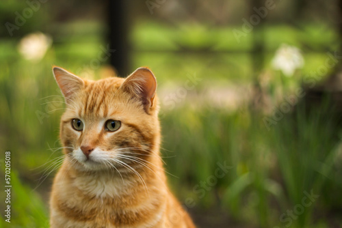 red cat in the grass