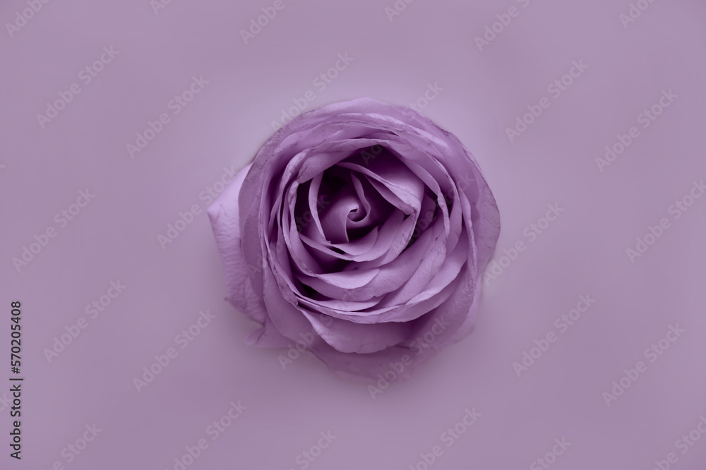 Violet rose close up, violet touch Violet rose close up, violet touch