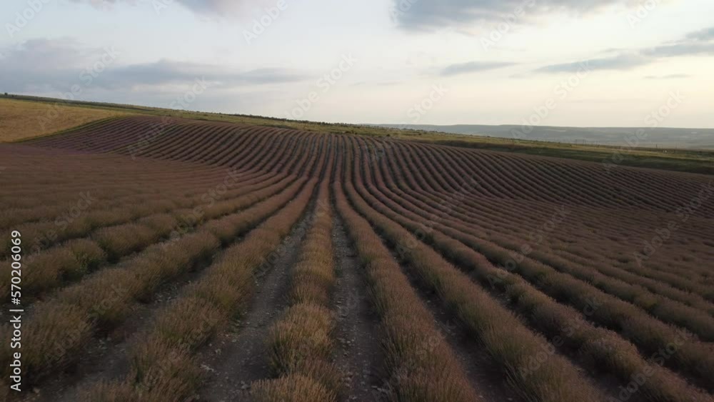 Ripe lavender field ready for harvest. Concept environment agriculture. Aerial view from drone up bright purple field with blooming lavender flowers and golden crops. Ripe lavender field ready for harvest. Concept environment agriculture. Aerial view from drone up bright purple field with blooming lavender flowers and golden crops.