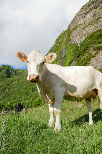 Happy cows at the grassland  Flores island  Azores archipelago
